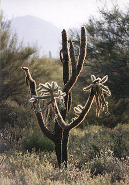 Joshua Tree in Arizona