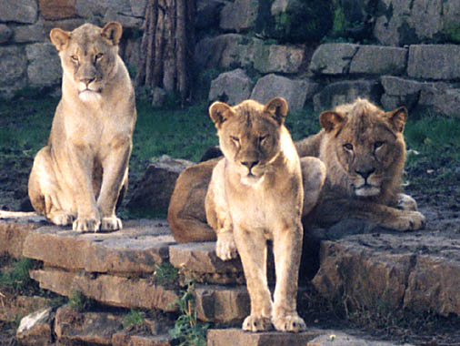 Lions in the zoo