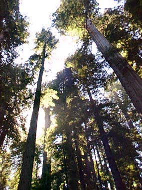 Californian redwoods, 1998