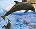 Sea World dollphins, April 1997